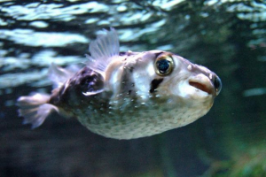 Отруйний рибний їжак Отруйний рибний їжак