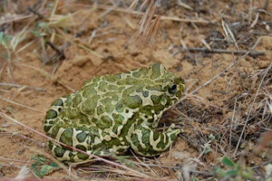 Зелена жаба Зелена жаба