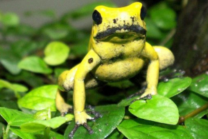 Отруйні жаби і жаби Отруйні жаби і жаби