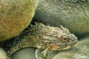 Отруйна риба чорного моря Отруйна риба чорного моря