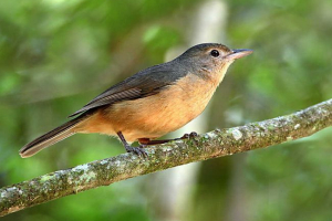 Отруйні види птахів: назви, характеристики та фотографії Отруйні види птахів: назви, характеристики та фотографії