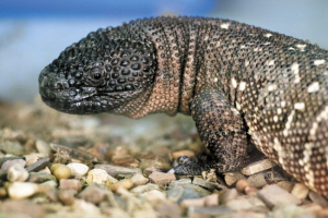 Ядеозуба Ядеозуба