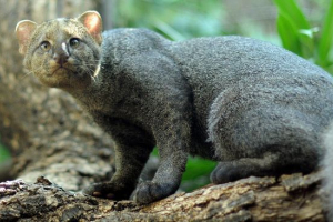 Jaguarundi Jaguarundi