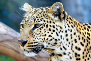 Ягупард Ягупард