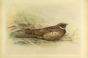 Ямайський маленький козел. Історія вимерлого птаха Ямайський маленький козел. Історія вимерлого птаха