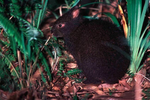Японська сходження заєць Японська сходження заєць