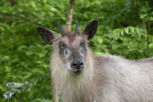 Японський серов - незвичайний коза Японський серов - незвичайний коза