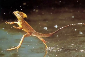 Ящірка-ісус знайшов у вайомінг Ящірка-ісус знайшов у вайомінг