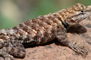 Lizard belt: фото, відео Lizard belt: фото, відео