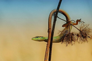 Ящірки. Фотографії та назви всіх видів ящірок Ящірки. Фотографії та назви всіх видів ящірок