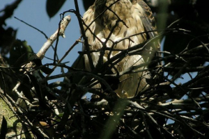 Яструб - тітка дорія Яструб - тітка дорія