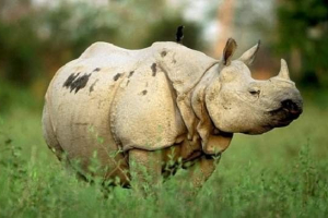 Javanese rhinoceros - тварина на межі вимирання Javanese rhinoceros - тварина на межі вимирання