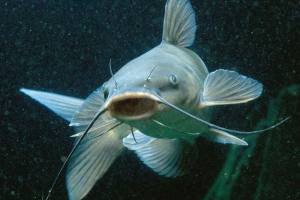 Біоакастичне явище риби: спостереження, факти, теорії Біоакастичне явище риби: спостереження, факти, теорії