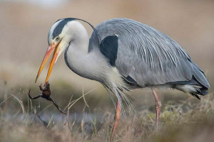 Це чапля міграційна птиця? Це чапля міграційна птиця?