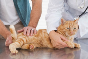 Виразка шлунка в кіт або кіт - як вона виникає? Виразка шлунка в кіт або кіт - як вона виникає?