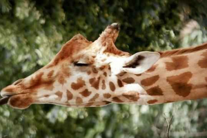 Мова жирафа Мова жирафа