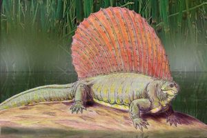 Edafozavr або земля ящірка Edafozavr або земля ящірка