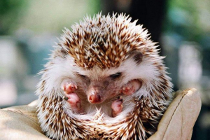 Ефіопський гектар Ефіопський гектар