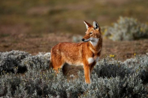 Ефіопський вовк: що є звичайним з шакалом? Ефіопський вовк: що є звичайним з шакалом?