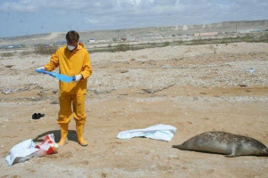 Екологічні проблеми каспійського моря Екологічні проблеми каспійського моря