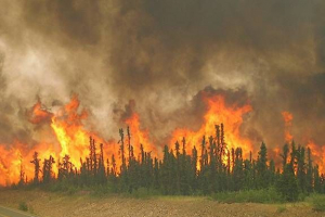 Екологічні проблеми лісу Екологічні проблеми лісу