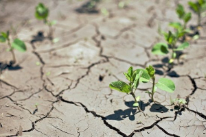 Екологічні проблеми грунту Екологічні проблеми грунту