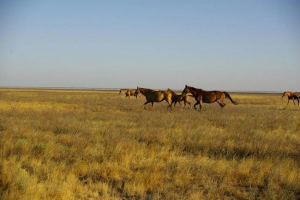 Екологічні проблеми степів Екологічні проблеми степів