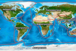 Екосони, царства або біогеографічні зони землі Екосони, царства або біогеографічні зони землі