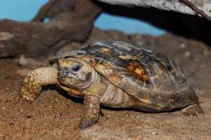 Еластичні черепахи - черепахи з м'якою оболонкою Еластичні черепахи - черепахи з м'якою оболонкою