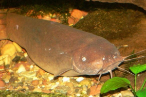 Електричний сом - риба з платою Електричний сом - риба з платою