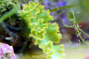 Elysia kudryavaya: опис броньового молюска, фото Elysia kudryavaya: опис броньового молюска, фото