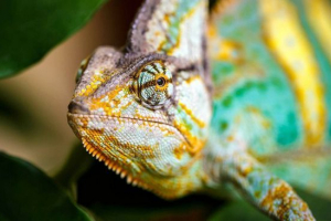 Єменський хамелеон Єменський хамелеон