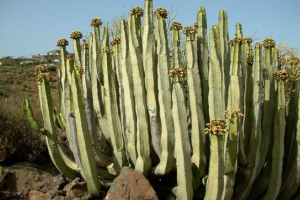 Ентемики африки Ентемики африки