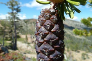 Ентеміки південної америки Ентеміки південної америки