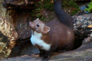 Ентеміки криму Ентеміки криму