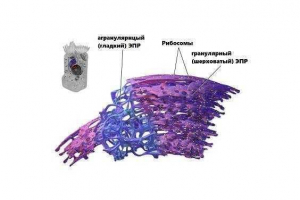 Ендоплазматичний ретикул: структура, типи та функції Ендоплазматичний ретикул: структура, типи та функції