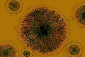 Етапи та механізм процесу інфекції та відтворення вірусів Етапи та механізм процесу інфекції та відтворення вірусів