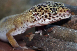 Вузол Вузол