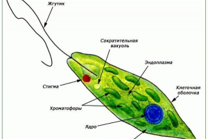 Evglen green. Опис, особливості, будівництво та відтворення evglen green Evglen green. Опис, особливості, будівництво та відтворення evglen green