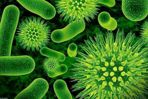 Розвиток еволюції та вірусу Розвиток еволюції та вірусу