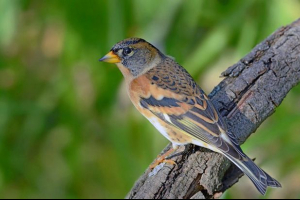 Ярлик Ярлик