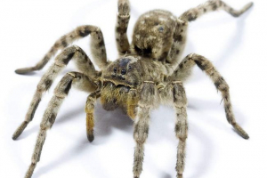 Південно-російська тарантула: фото, відео Південно-російська тарантула: фото, відео