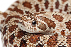 Південний хобот Південний хобот