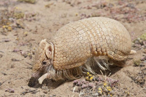 Південний тристоронній броненосець Південний тристоронній броненосець
