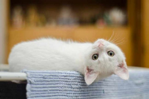 Які мрії білого кошеня Які мрії білого кошеня