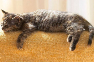 Які мрії мертвої кішки або кішки в сні Які мрії мертвої кішки або кішки в сні