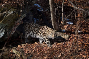 До тимура і амур з сусідом До тимура і амур з сусідом