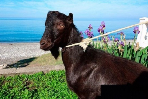 Обама скаржився на тимур і амуру Обама скаржився на тимур і амуру