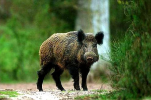Кабан лякав мешканців стамбула Кабан лякав мешканців стамбула
