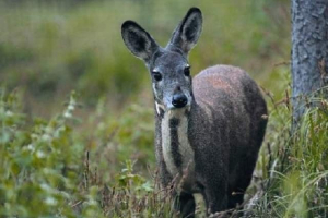 Кабарга березовський - маловідомий прощення Кабарга березовський - маловідомий прощення